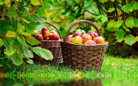 收穫的蘋果 高清桌布