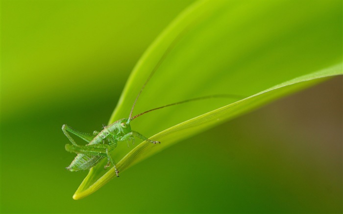 昆蟲特寫，綠色的螞蚱 桌布 圖片