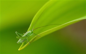 昆蟲特寫，綠色的螞蚱 高清桌布