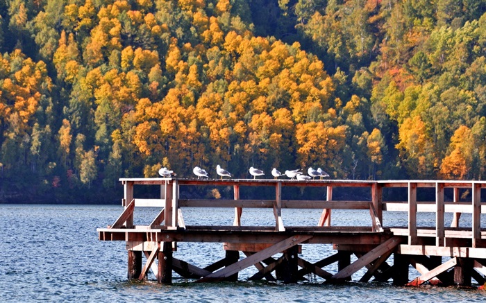 貝加爾湖，俄羅斯，碼頭，鳥，樹 桌布 圖片