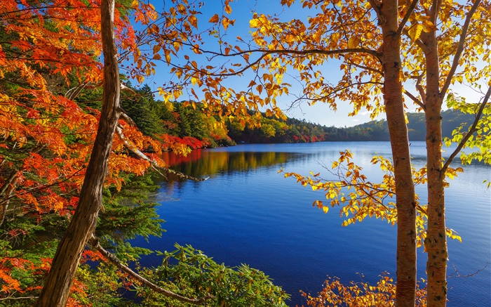 湖泊，樹木，森林，藍天，秋 桌布 圖片