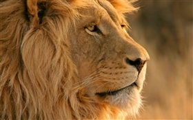 獅子的臉特寫 高清桌布