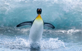 孤獨的南極企鵝 高清桌布