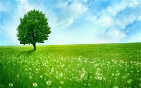 孤獨的樹，春天，草原 高清桌布