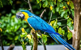 可愛的藍色羽毛的鸚鵡 高清桌布