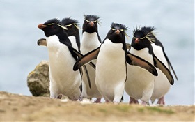 許多企鵝 高清桌布
