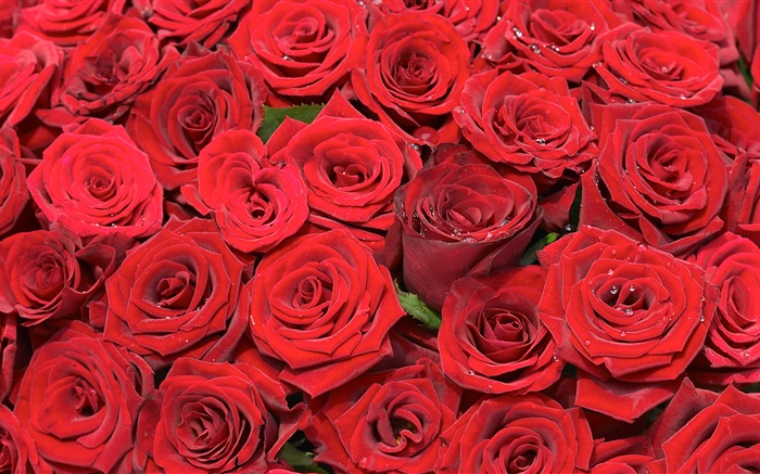 許多紅色的玫瑰鮮花 桌布 圖片