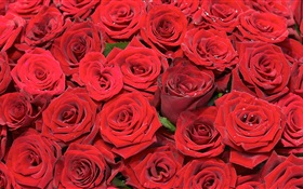許多紅色的玫瑰鮮花