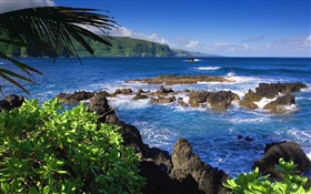 毛伊島，夏威夷，美國，海