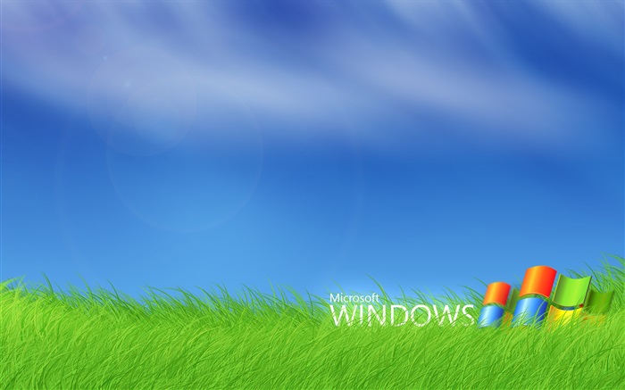 微軟Windows徽標在草叢中 桌布 圖片