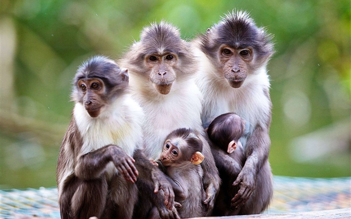猴子家庭，母親，嬰兒 桌布 圖片