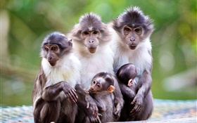 猴子家庭，母親，嬰兒