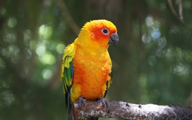 橙色羽毛的鸚鵡 高清桌布