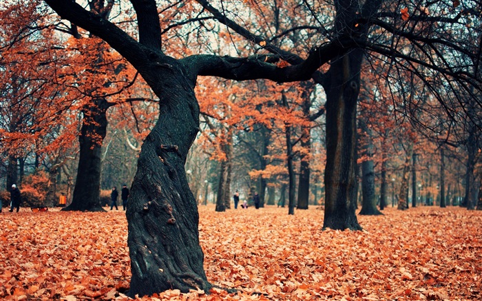 公園，樹木，紅葉在地面上 桌布 圖片
