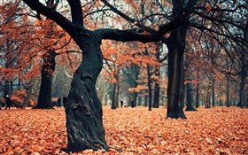 公園，樹木，紅葉在地面上 高清桌布