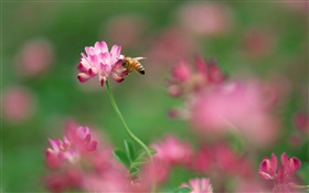 粉紅色的小花朵，蜜蜂