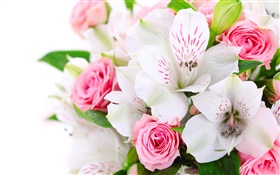 粉紅色的玫瑰，白蘭花 高清桌布