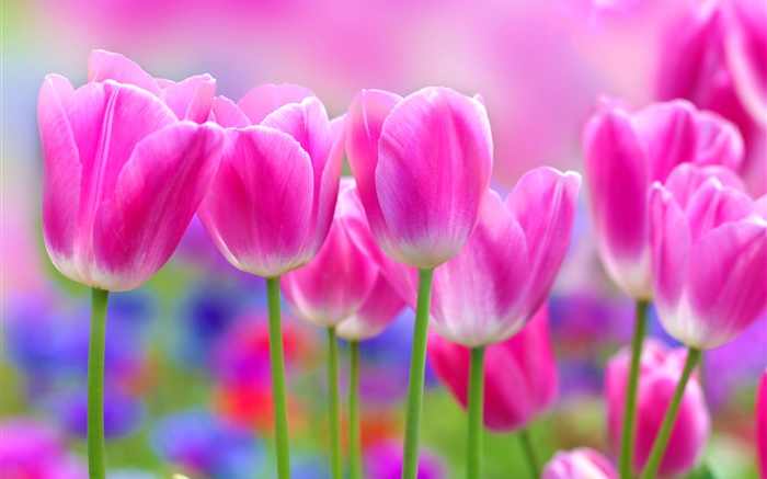 粉紅色的鬱金香花朵，模糊背景 桌布 圖片