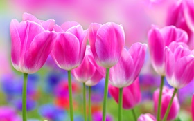 粉紅色的鬱金香花朵，模糊背景 高清桌布