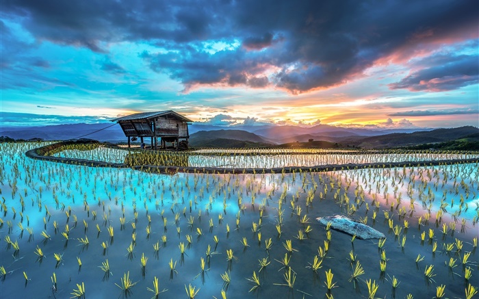種植，水稻，小屋，漂亮的亞洲景觀 桌布 圖片