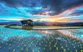 種植，水稻，小屋，漂亮的亞洲景觀 高清桌布