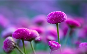 紫色的花和模糊 高清桌布