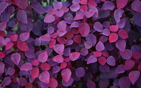 紫葉，植物 高清桌布