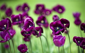 紫色的鬱金香花，綠色背景 高清桌布