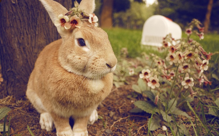 兔子和鮮花 桌布 圖片