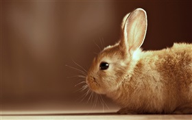 兔子特寫 高清桌布