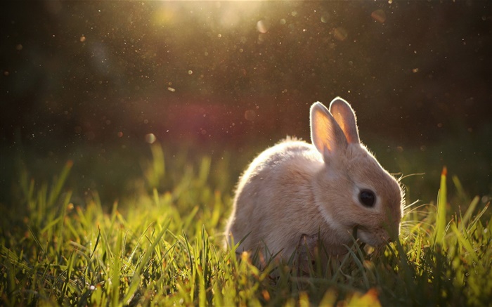 兔子吃草 桌布 圖片