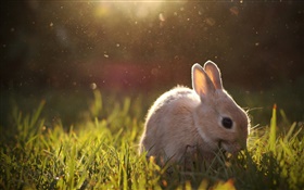 兔子吃草 高清桌布