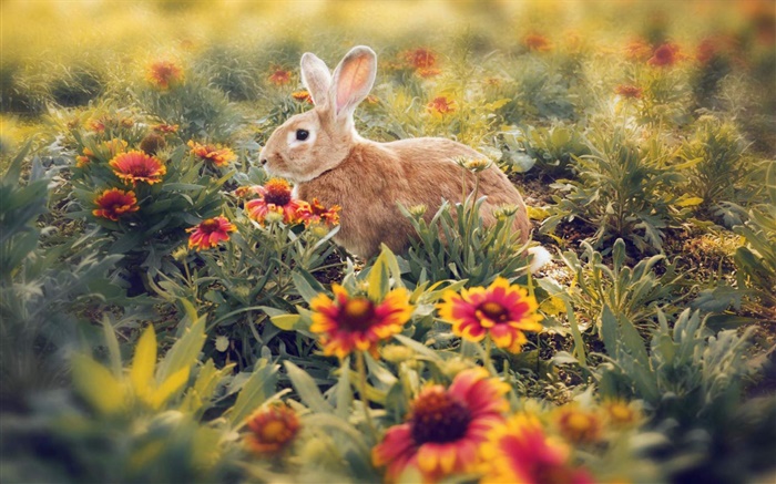 兔子藏在花叢中 桌布 圖片