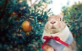 兔子戴圍巾 高清桌布