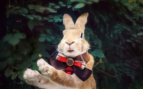 兔領帶 高清桌布