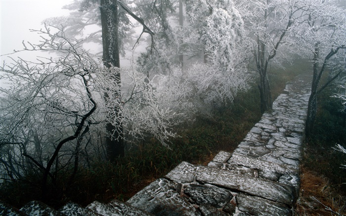霧凇景色，樹木，冬天，雪，景色中國 桌布 圖片