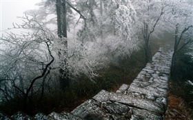 霧凇景色，樹木，冬天，雪，景色中國 高清桌布