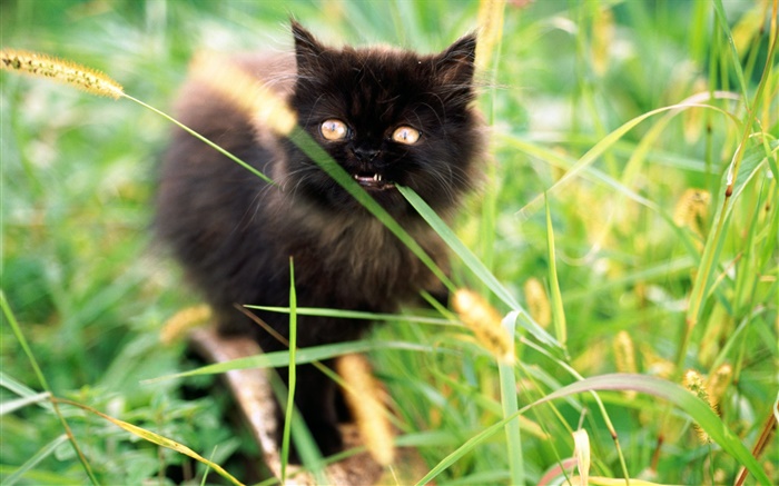 黑色小小貓在草叢中 桌布 圖片