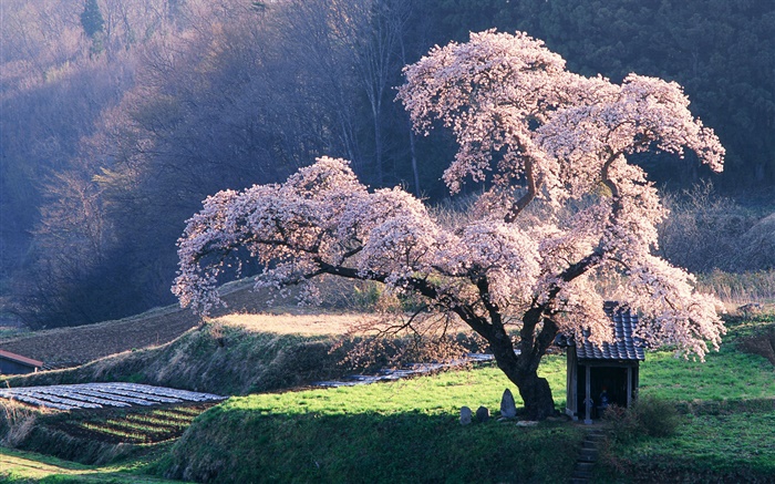 春天櫻花樹 桌布 圖片
