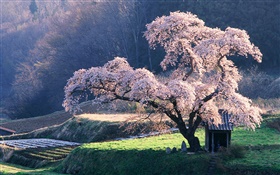 春天櫻花樹