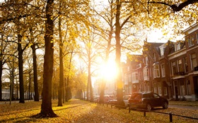樹木，陽光，秋天，房子 高清桌布