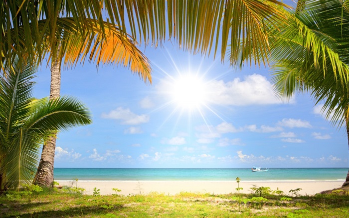熱帶海灘，陽光，棕櫚樹 桌布 圖片