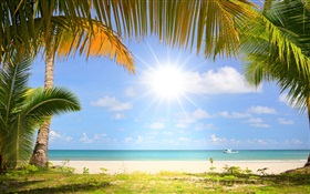 熱帶海灘，陽光，棕櫚樹 高清桌布