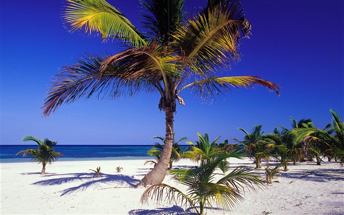 熱帶海灘棕櫚樹 桌布 圖片