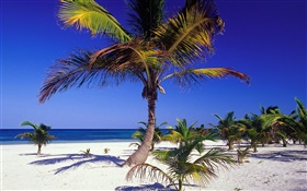 熱帶海灘棕櫚樹