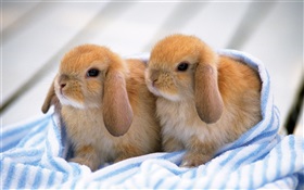 二兔幼崽 高清桌布