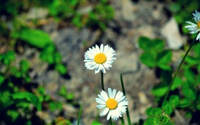 兩個白色的雛菊花