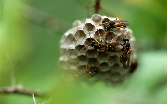 黃蜂，昆蟲 桌布 圖片