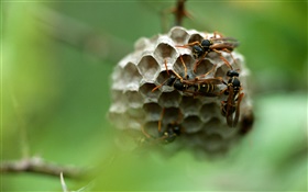 黃蜂，昆蟲 高清桌布