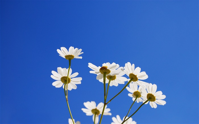 白色的小花朵，藍天 桌布 圖片